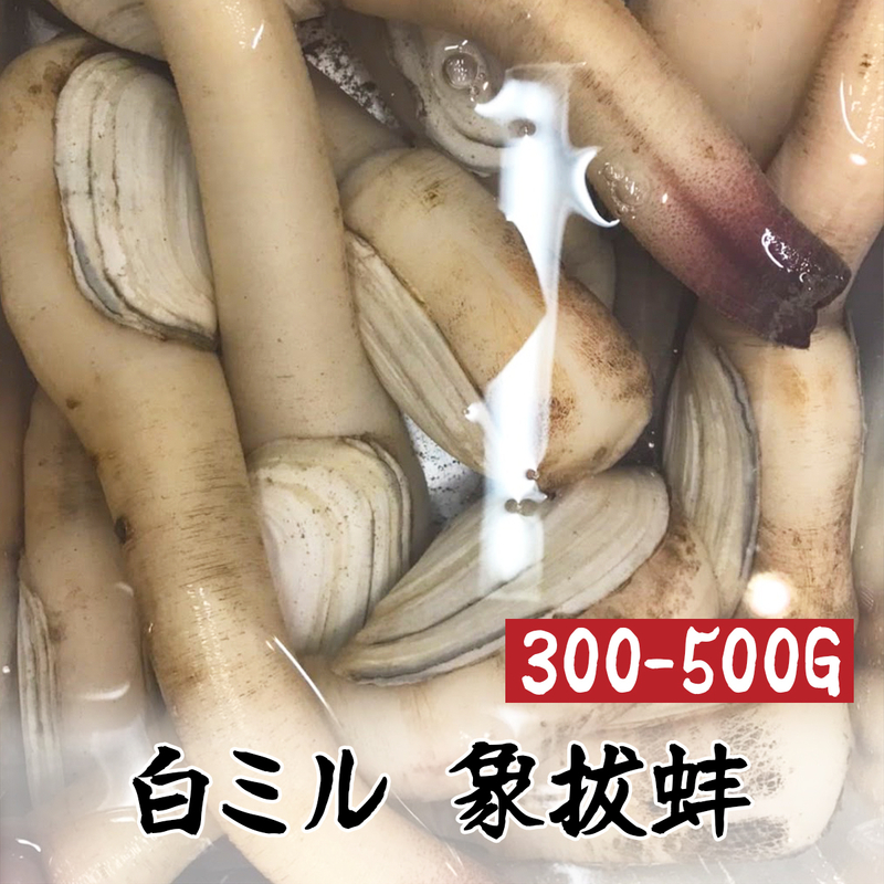 鬼*管様 貝　まとめ売り 鬼*管様 貝まとめ売り