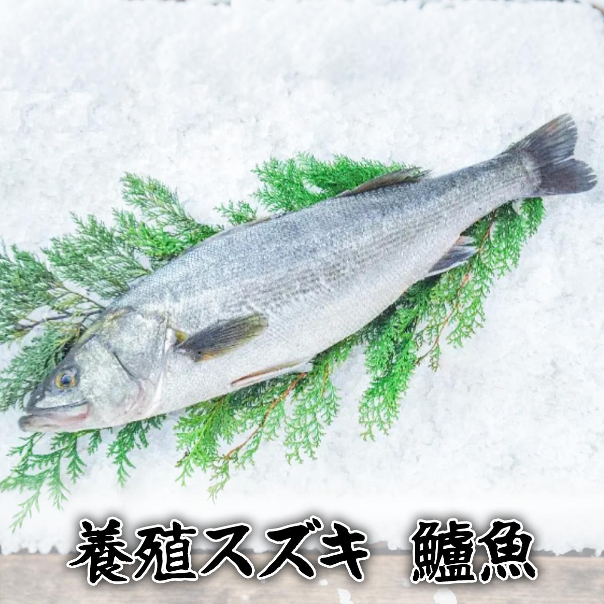 養殖スズキ 養殖 鱸
